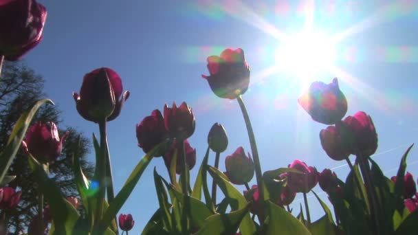 Unterseite der Tulpen — Stockvideo