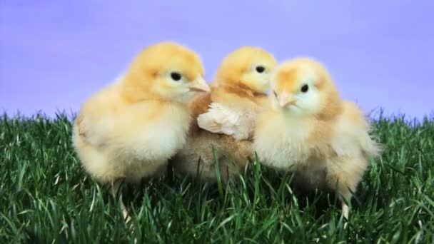Baby Chicks — Stock Video