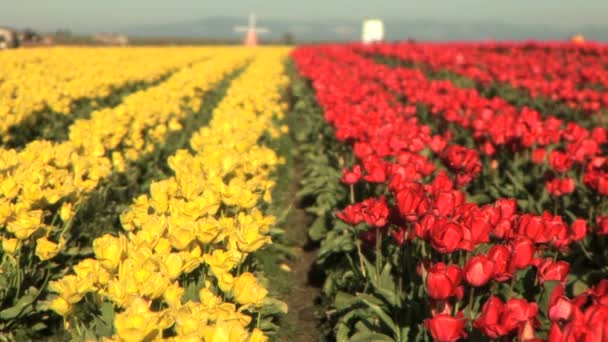 Campo de tulipán — Vídeo de stock