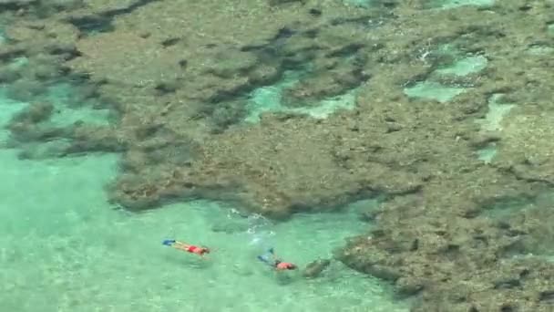 Snorkelers, Havaí — Vídeo de Stock