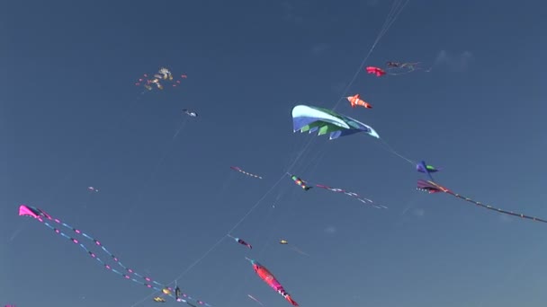 Kites Flying — Stock Video