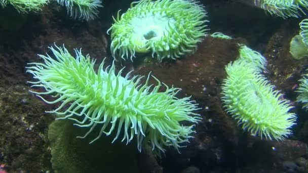 Моря anemone — стокове відео