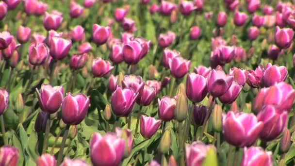 Campo tulipa — Vídeo de Stock