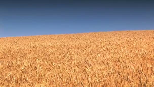 Campo de trigo contra un cielo azul — Vídeos de Stock