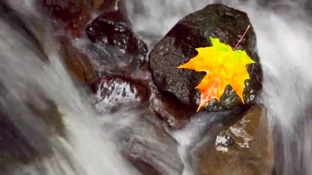 Autumn Scene, time lapse — Stock Video