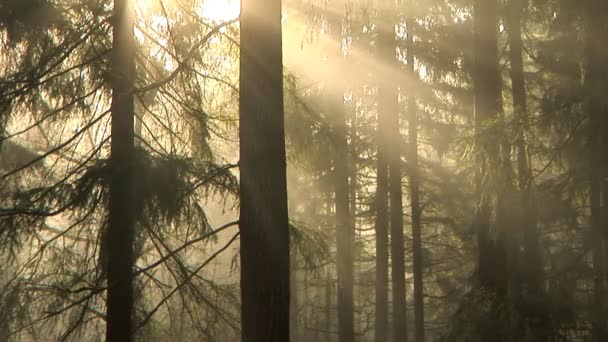 Forêt du matin, laps de temps — Video