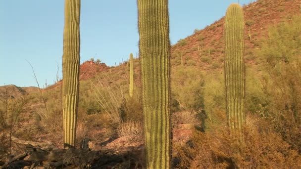 Mänskliga kaktus — Stockvideo