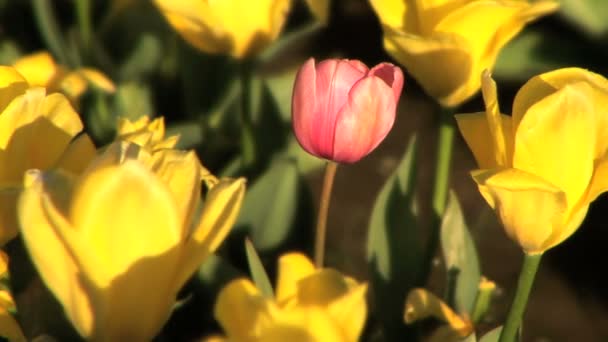 Tulp veld — Stockvideo