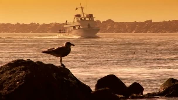 Vissersboot en zeemeeuw — Stockvideo