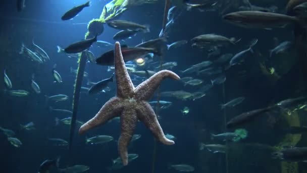 Estrella de mar — Vídeo de stock