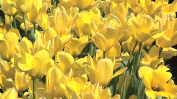 Tulp veld — Stockvideo