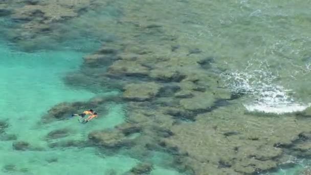 Snorkelers, Гаваї — стокове відео