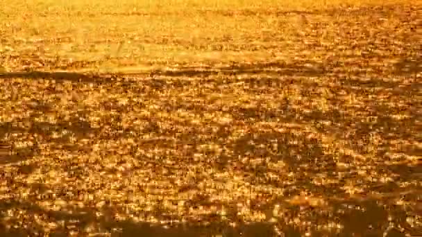 Golden sunset på floden willamette — Stockvideo