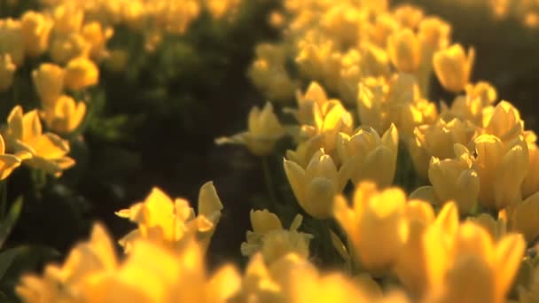Тюльпановое поле — стоковое видео