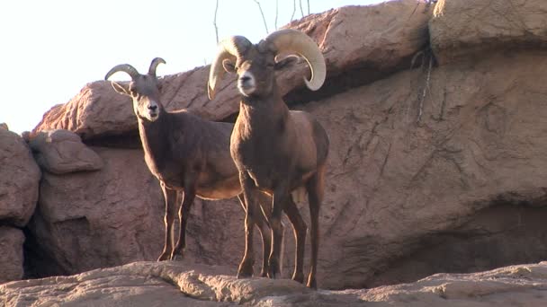 Bighorn Pecora — Video Stock