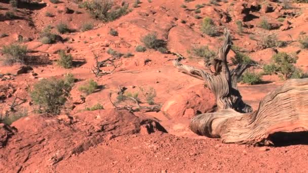 Arches national park, norr fönster — Stockvideo
