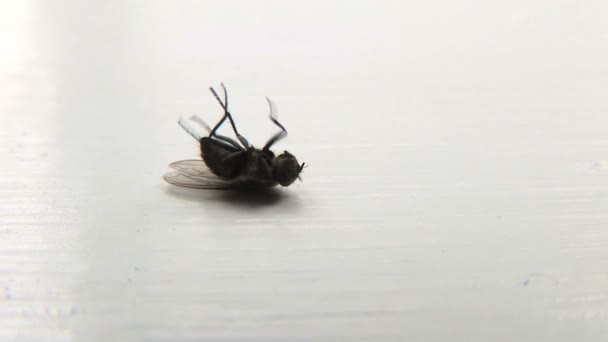 Ölmek üzere olan fly — Stok video
