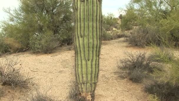 Saguaro Cactus in Desert Scene — Stok video