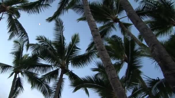 Palmiye ağaçları — Stok video