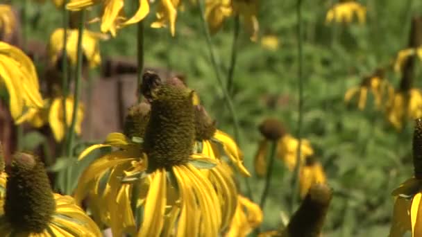 Coneflower Amarillo, Parque Nacional Yosemite — Vídeos de Stock