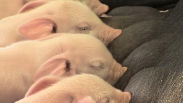 哺乳子豚 — ストック動画