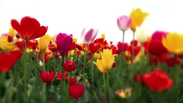 Campo de tulipas — Vídeo de Stock