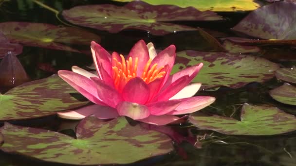 Water Lily — Stock Video
