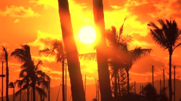 Tropical Sunset — Stock Video