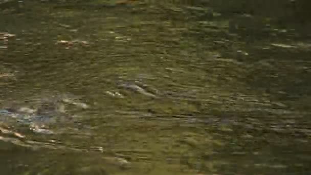 Merced river, yosemite Milli Parkı — Stok video