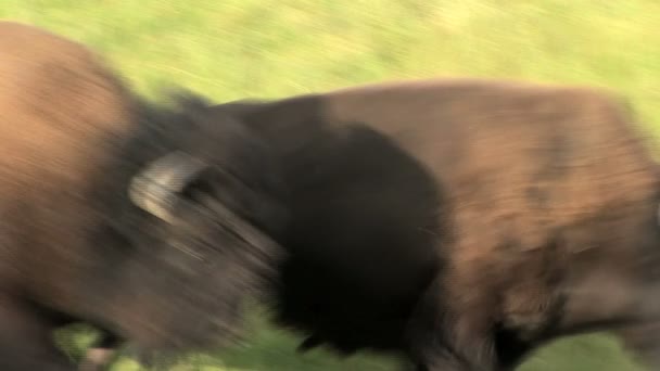Бегущие буйволы — стоковое видео