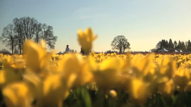 Тюльпановое поле — стоковое видео