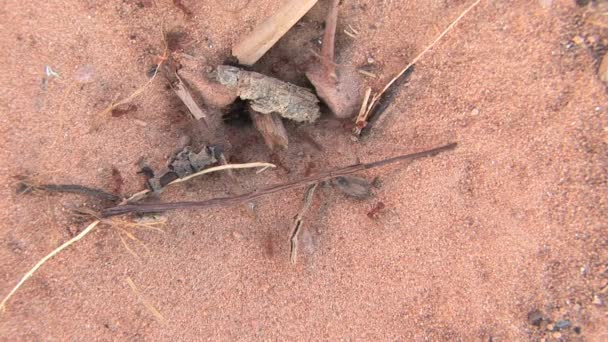 キャニオンランズ国立公園、アリの穴 — ストック動画