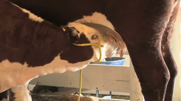 Alimentação de vitelos — Vídeo de Stock