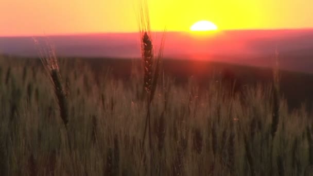 Zonsondergang over een tarweveld — Stockvideo