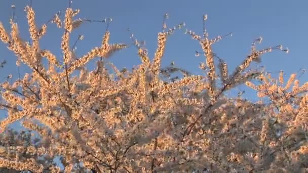 Flores de cerezo — Vídeos de Stock