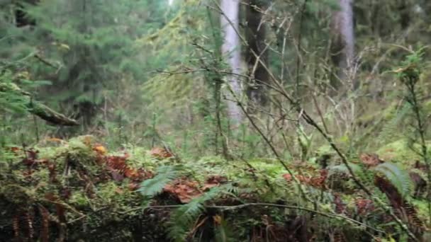 Bosque oscuro — Vídeos de Stock