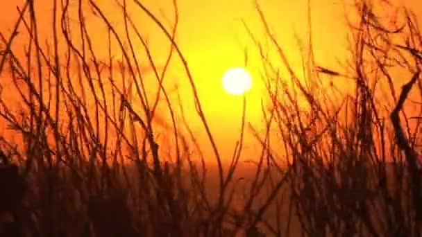 Puesta de sol dorada en el río Willamette — Vídeos de Stock