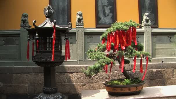 Lantern & Bonsai Tree — Stock Video