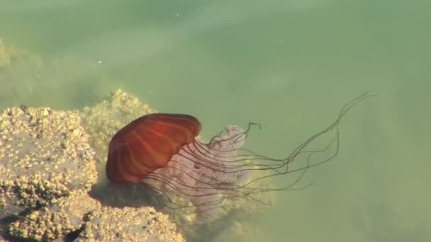 Denizanası — Stok video