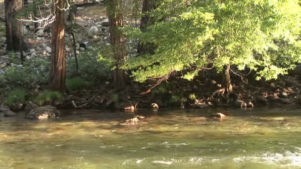 Ufer des Merced River — Stockvideo