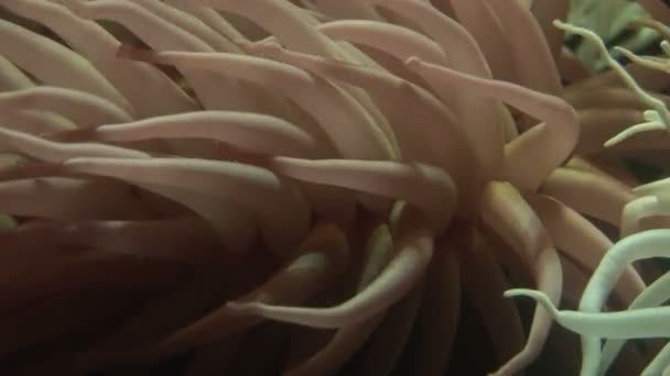 Bańka cynk morskiego anemonu — Wideo stockowe