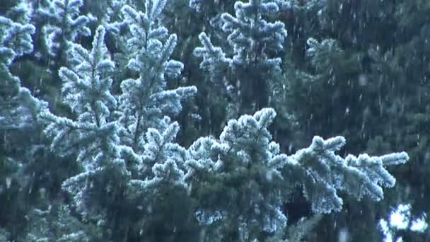 Snö faller på evergreens — Stockvideo