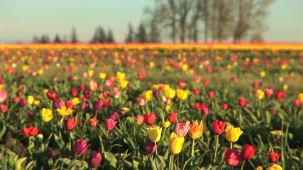 Campo de tulipán — Vídeos de Stock