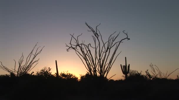 Ocotillo en saguaro cactus — Stockvideo