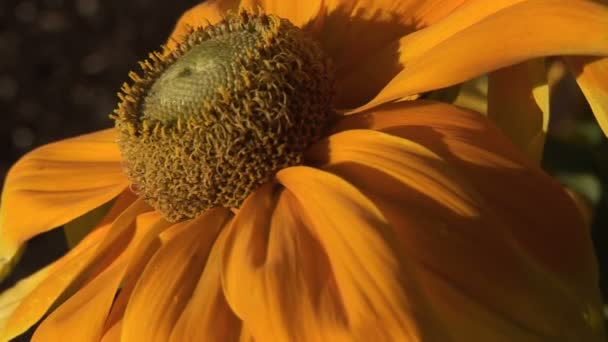 Orange rudbeckia i vinden — Stockvideo