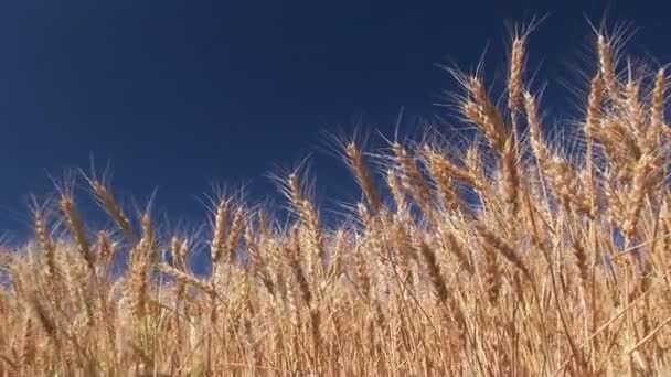 Campo de trigo contra un cielo azul — Vídeos de Stock