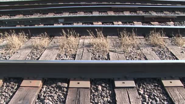 Onkruid op railroad tracks — Stockvideo