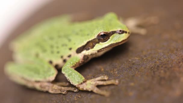 Little green tree frog — Stock Video