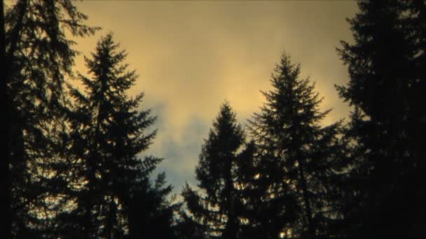 Wolken en bomen, time-lapse — Stockvideo