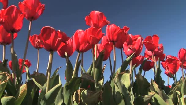 Tulipán mező — Stock videók